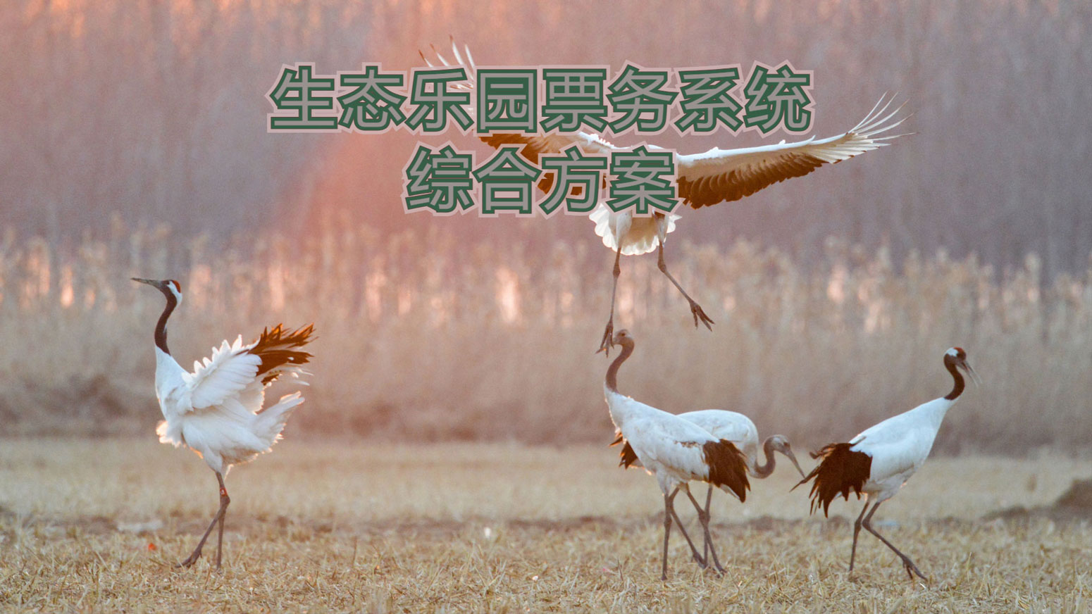生态园1.jpg
